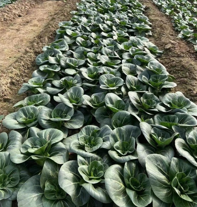黑玫瑰矮箕青帮绿叶青梗菜种子不结球耐寒肥厚蔬菜种籽