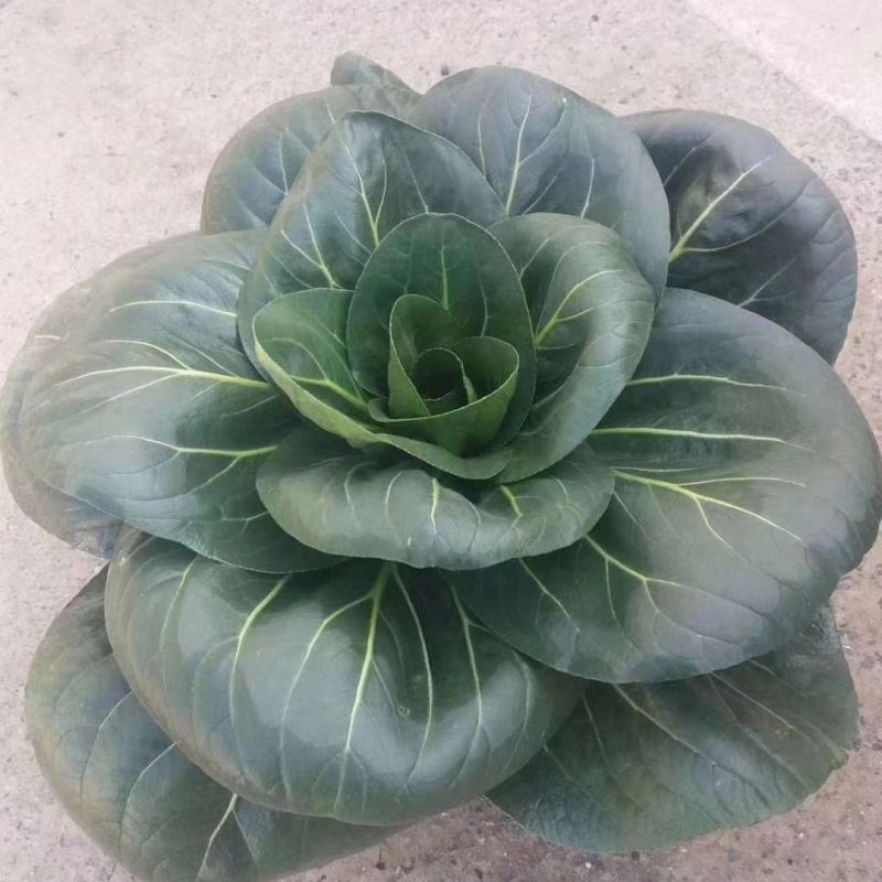 黑玫瑰矮箕青帮绿叶青梗菜种子不结球耐寒肥厚蔬菜种籽