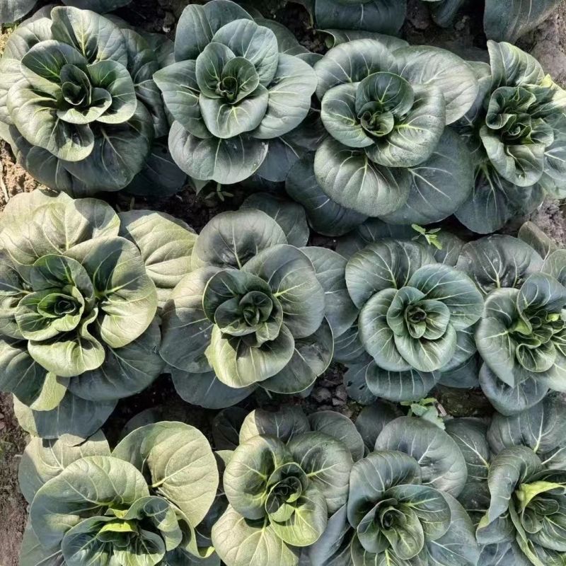 黑玫瑰矮箕青帮绿叶青梗菜种子不结球耐寒肥厚蔬菜种籽