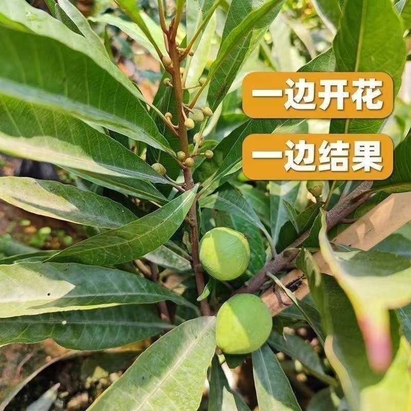 蛋黄果种子鸡蛋果熟果耀堂木瓜南北方种植