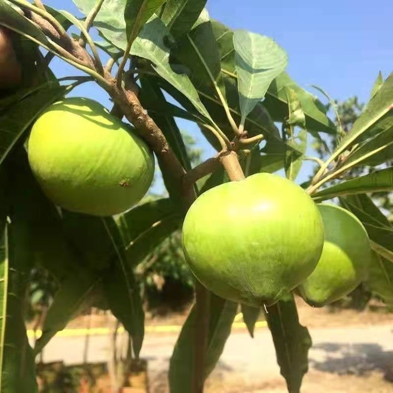 蛋黄果种子鸡蛋果熟果耀堂木瓜南北方种植