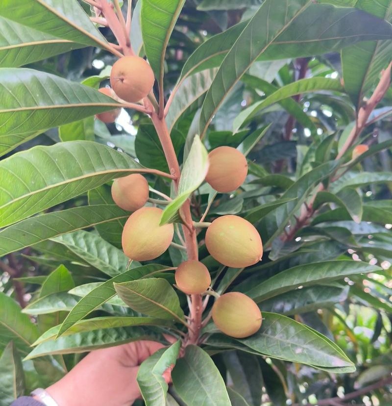 蛋黄果种子鸡蛋果熟果耀堂木瓜南北方种植