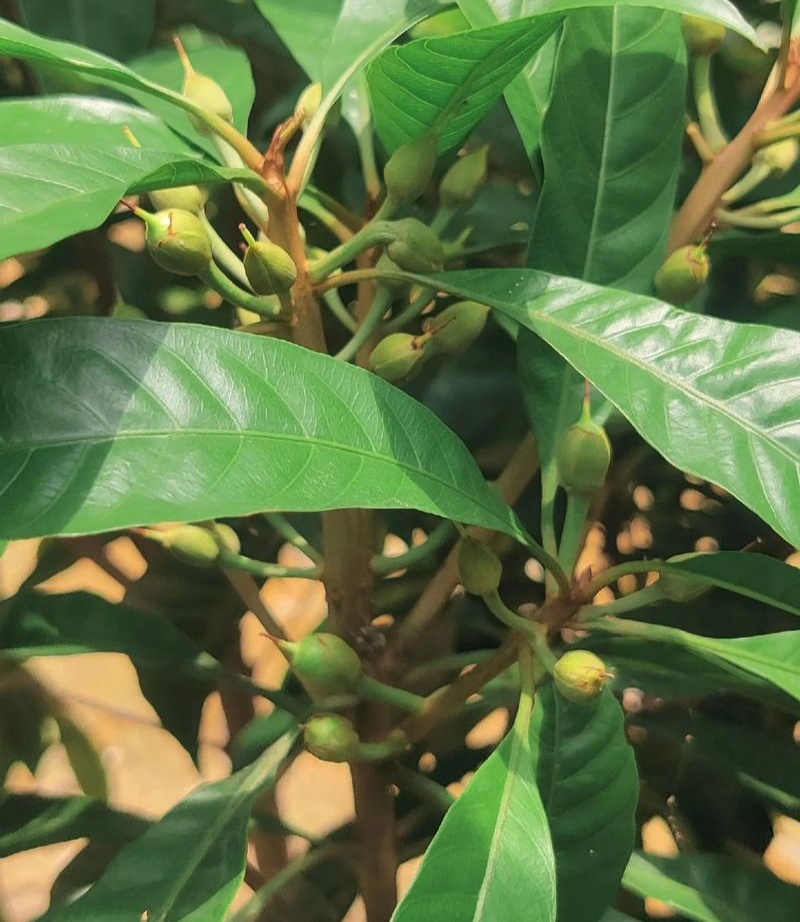 蛋黄果种子鸡蛋果熟果耀堂木瓜南北方种植