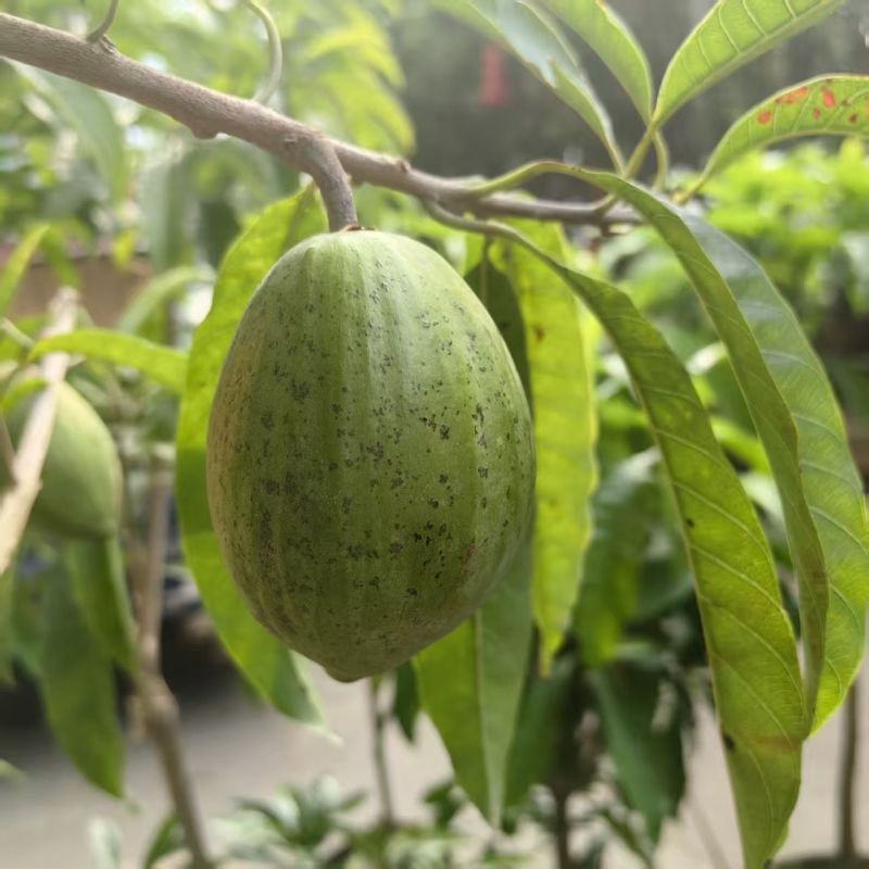 蛋黄果种子鸡蛋果熟果耀堂木瓜南北方种植