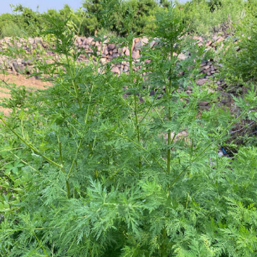标题山东济南商河产地青蒿（黄花蒿）现货正文