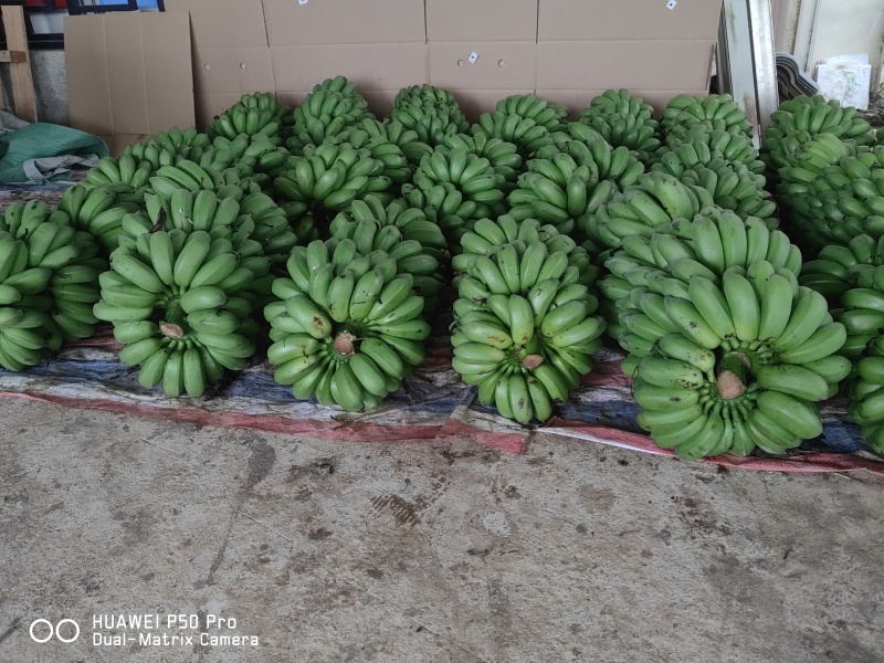 广西小米蕉产地直供，一手价格。