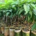 蛋黄果树苗鸡蛋果熟果耀堂木瓜南方种植常绿带果带土带叶
