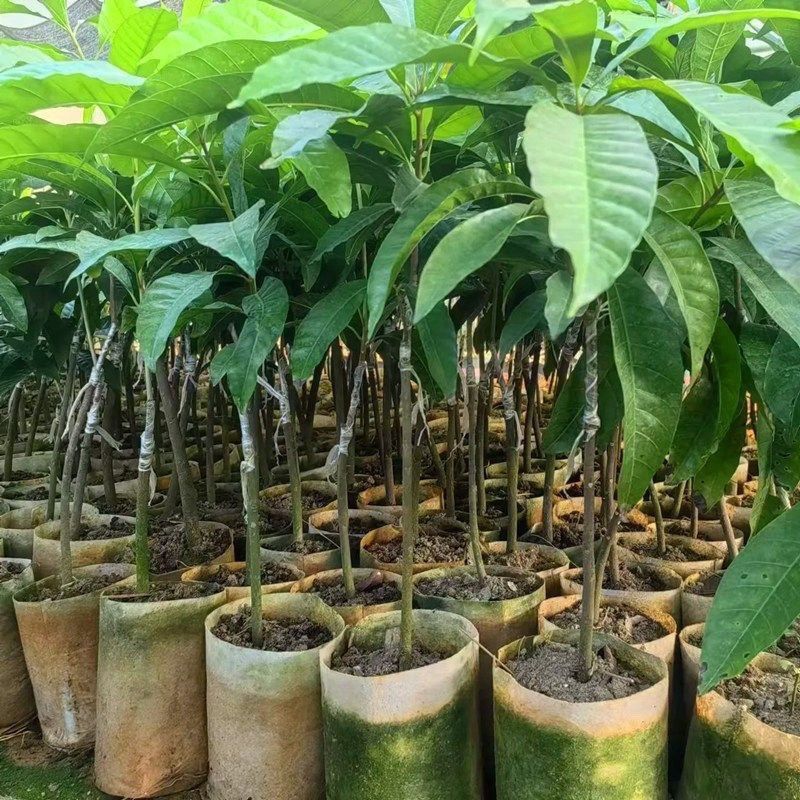 蛋黄果树苗鸡蛋果熟果耀堂木瓜南方种植常绿带果带土带叶