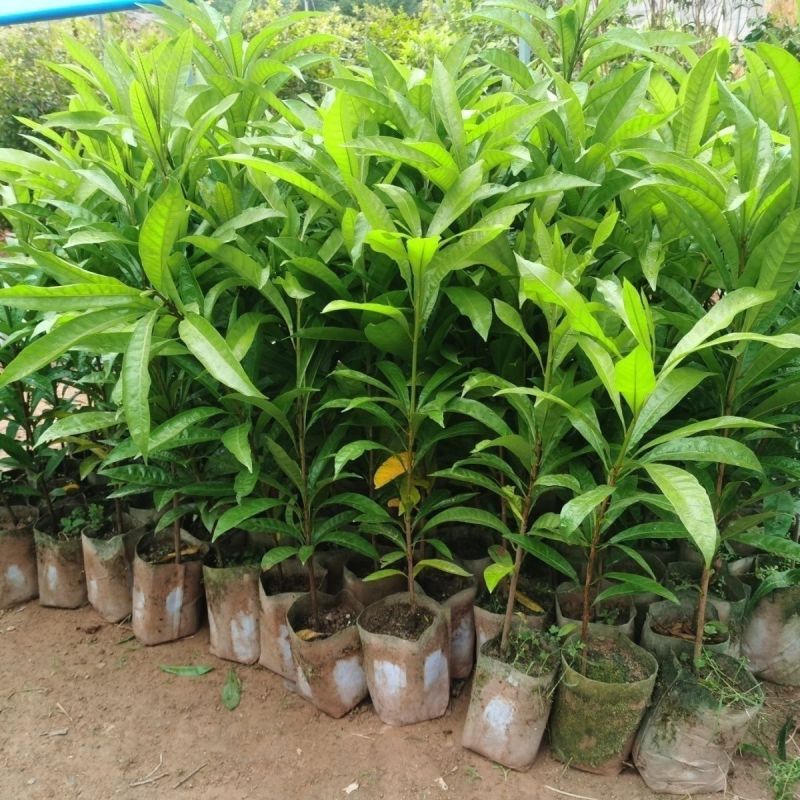 蛋黄果树苗鸡蛋果熟果耀堂木瓜南方种植常绿带果带土带叶
