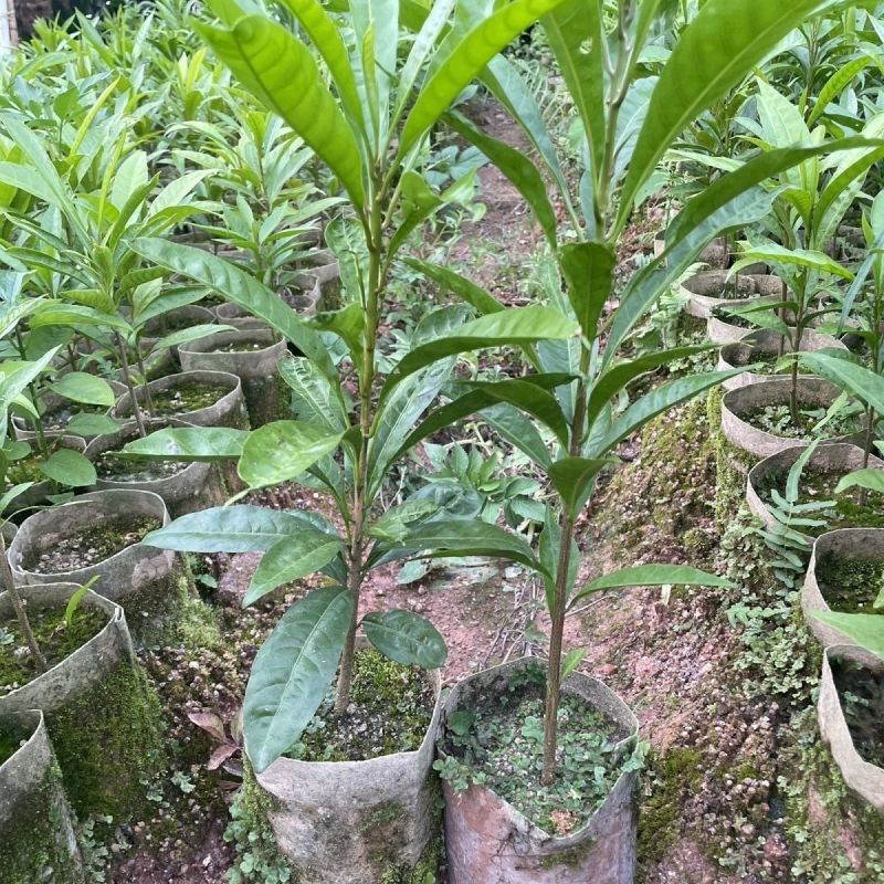 蛋黄果树苗鸡蛋果熟果耀堂木瓜南方种植常绿带果带土带叶
