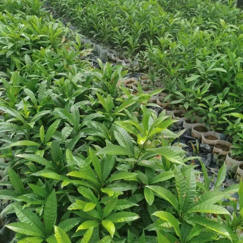 蛋黄果树苗鸡蛋果熟果耀堂木瓜南方种植常绿带果带土带叶