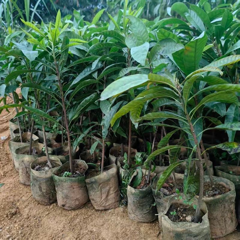 蛋黄果树苗鸡蛋果熟果耀堂木瓜南方种植常绿带果带土带叶