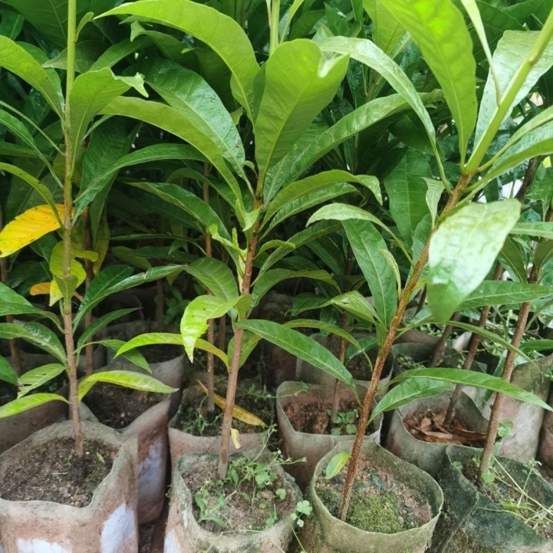 蛋黄果树苗鸡蛋果熟果耀堂木瓜南方种植常绿带果带土带叶