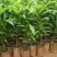 蛋黄果树苗鸡蛋果熟果耀堂木瓜南方种植常绿带果带土带叶