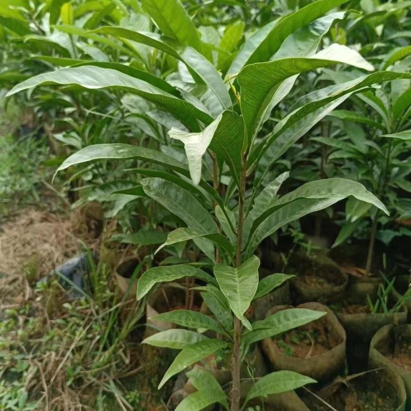 蛋黄果树苗鸡蛋果熟果耀堂木瓜南方种植常绿带果带土带叶