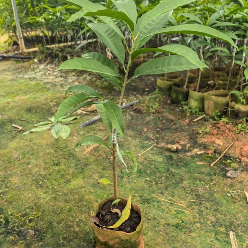 蛋黄果树苗鸡蛋果熟果耀堂木瓜南方种植常绿带果带土带叶