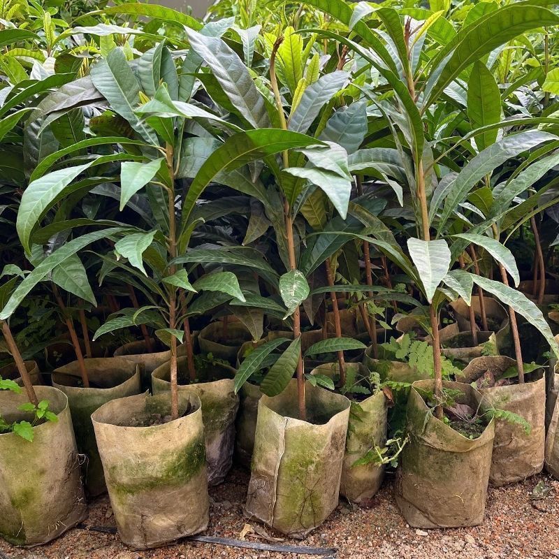 蛋黄果树苗鸡蛋果熟果耀堂木瓜南方种植常绿带果带土带叶