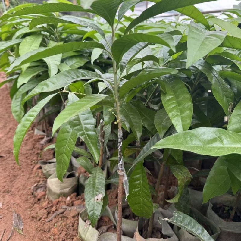 蛋黄果树苗鸡蛋果熟果耀堂木瓜南方种植常绿带果带土带叶