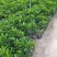 蛋黄果树苗鸡蛋果熟果耀堂木瓜南方种植常绿带果带土带叶