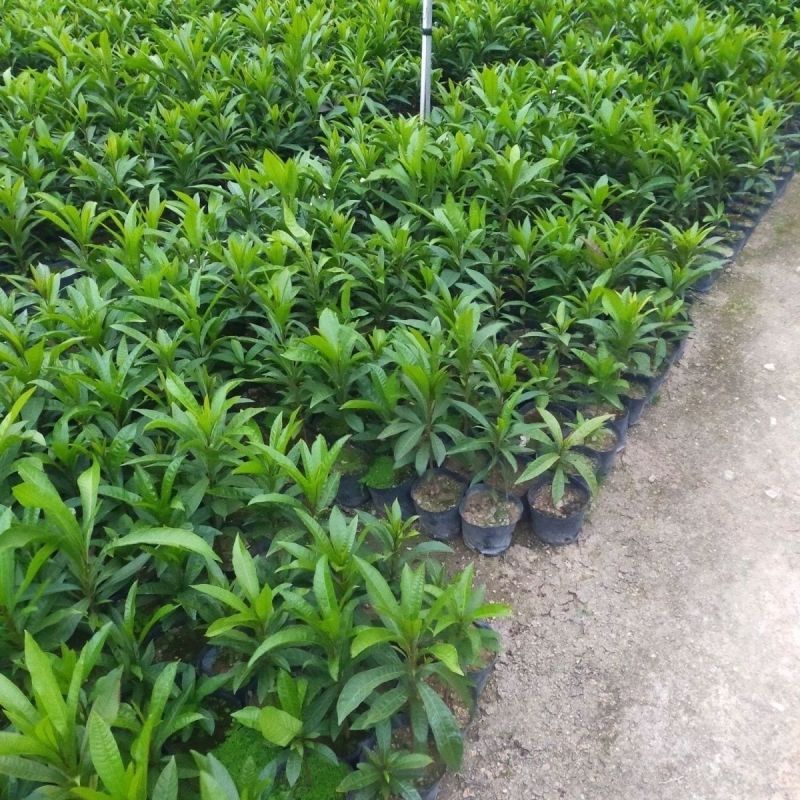 蛋黄果树苗鸡蛋果熟果耀堂木瓜南方种植常绿带果带土带叶