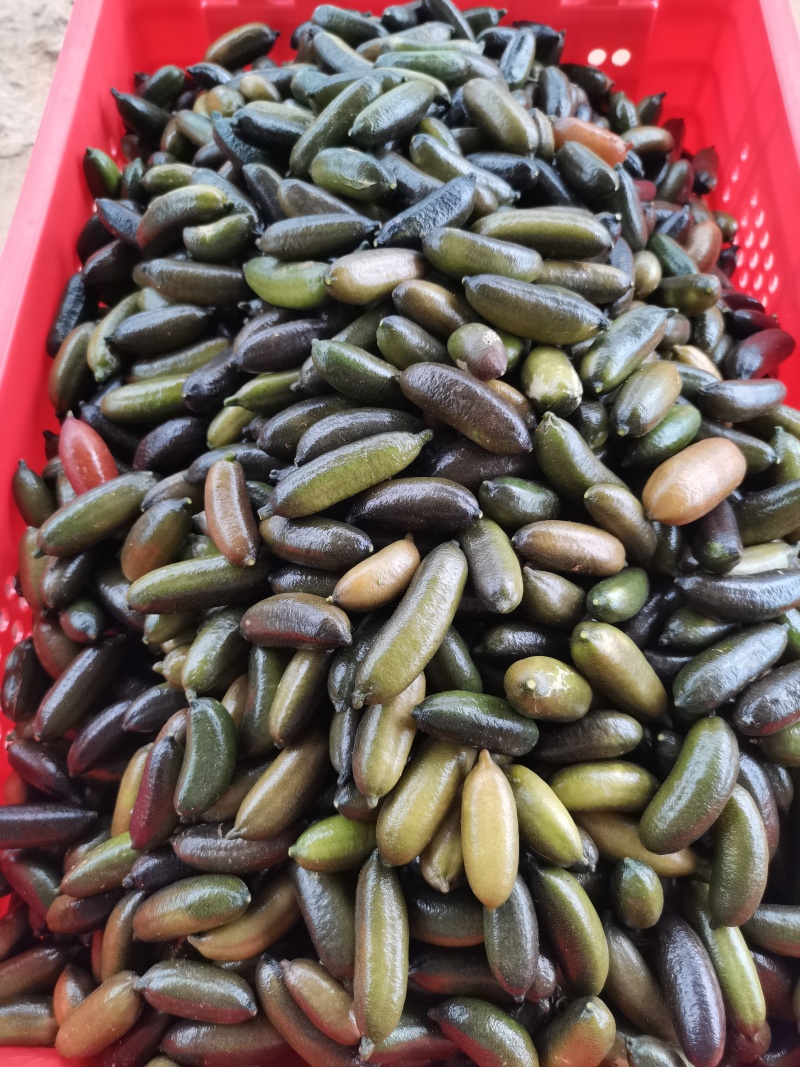 手指柠檬指橙澳洲品种拇指柠檬酒店西餐摆盘装饰点缀