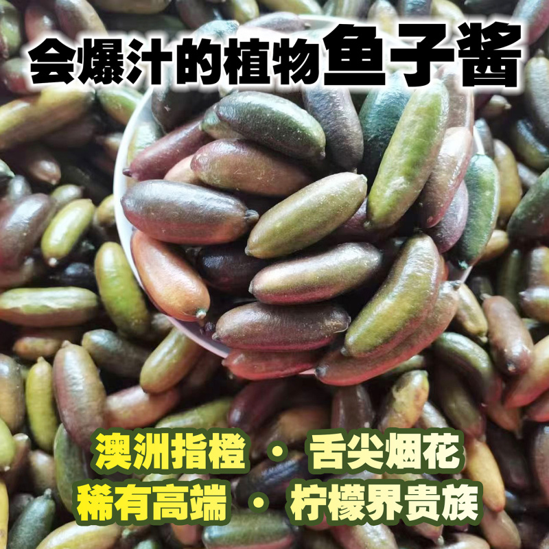 手指柠檬指橙澳洲品种拇指柠檬酒店西餐摆盘装饰点缀