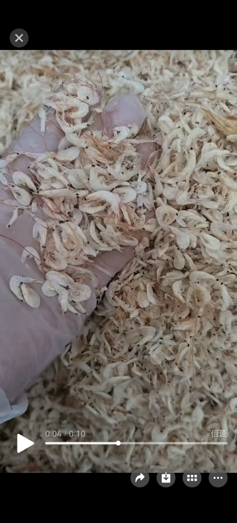 【陈货】虾皮高盐主打便宜，批发，喂鸡，量少勿扰