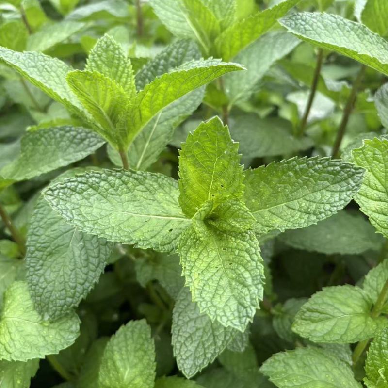 迪蔬薄荷535种子清爽驱蚊植物新鲜可食用盆栽庭院四季蔬菜