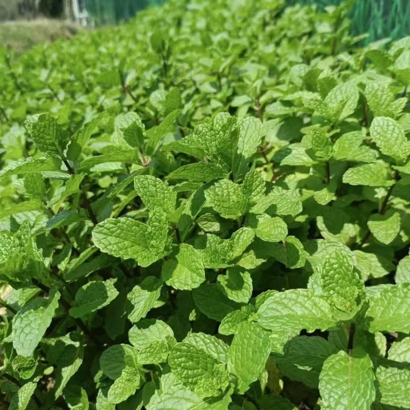 迪蔬薄荷535种子清爽驱蚊植物新鲜可食用盆栽庭院四季蔬菜