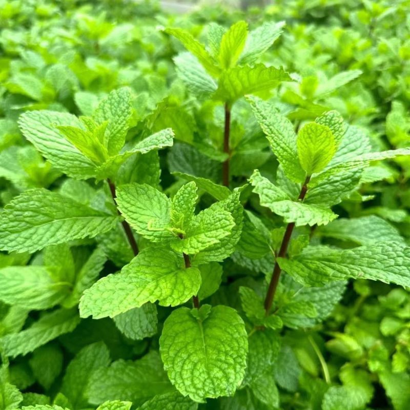 迪蔬薄荷535种子清爽驱蚊植物新鲜可食用盆栽庭院四季蔬菜