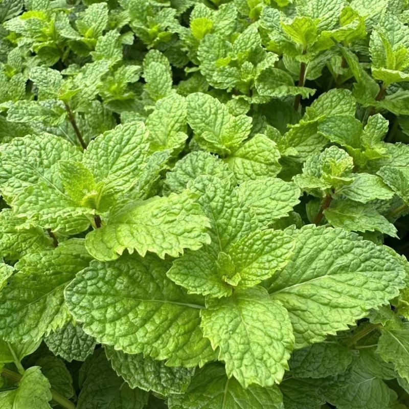 迪蔬薄荷535种子清爽驱蚊植物新鲜可食用盆栽庭院四季蔬菜