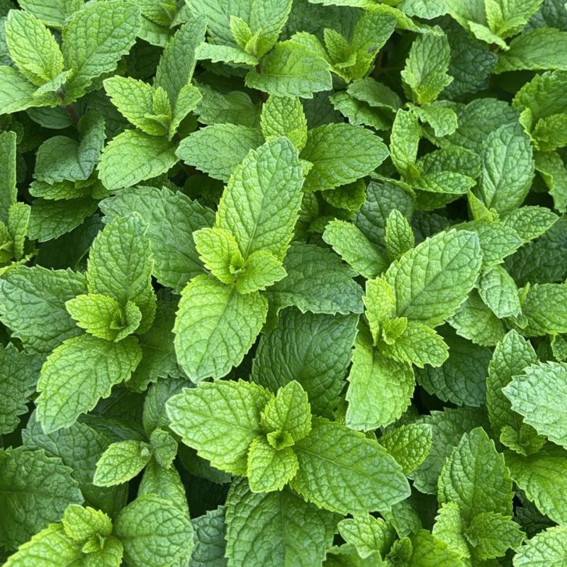 迪蔬薄荷535种子清爽驱蚊植物新鲜可食用盆栽庭院四季蔬菜