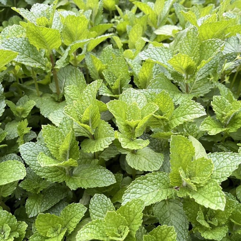 迪蔬薄荷535种子清爽驱蚊植物新鲜可食用盆栽庭院四季蔬菜