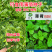 迪蔬薄荷535种子清爽驱蚊植物新鲜可食用盆栽庭院四季蔬菜