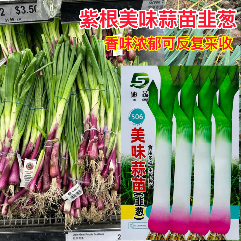 迪蔬506美味蒜苗韭葱种子红根扁叶洋蒜苗种籽生长势强