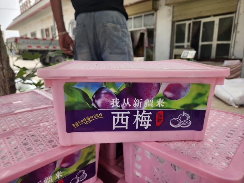 法兰西西梅新疆西梅伽师西梅代收加工
