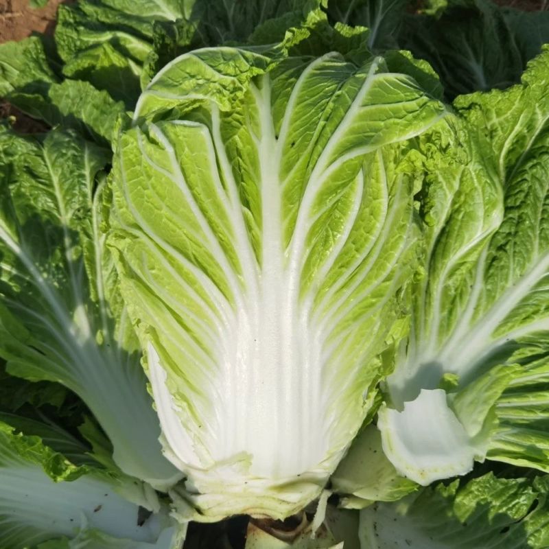 真好吃火锅菜种子秋播早熟70天包心大白菜种籽高产抗病