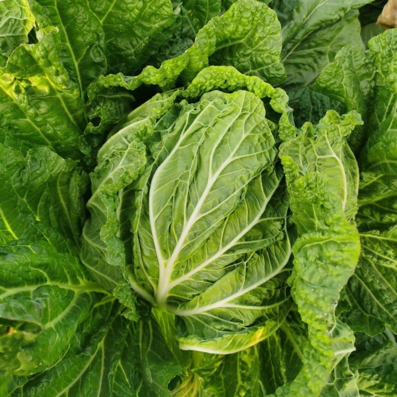 真好吃火锅菜种子秋播早熟70天包心大白菜种籽高产抗病