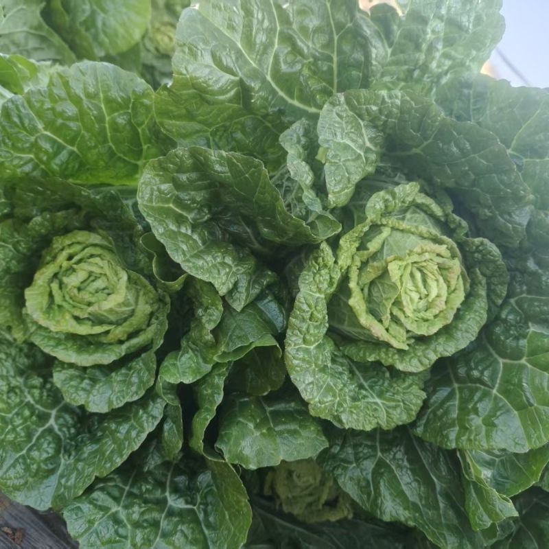 精纯太空10号大白菜种子杂交高产抗病心叶浅黄白菜籽秋季播