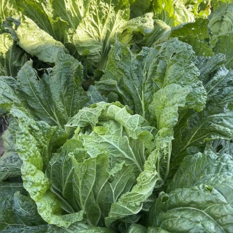 精纯太空10号大白菜种子杂交高产抗病心叶浅黄白菜籽秋季播