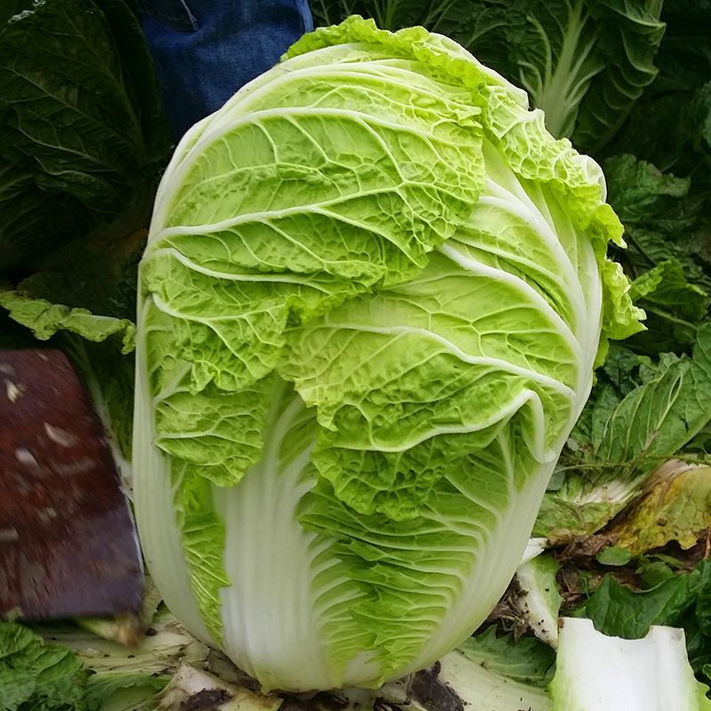 精纯太空10号大白菜种子杂交高产抗病心叶浅黄白菜籽秋季播