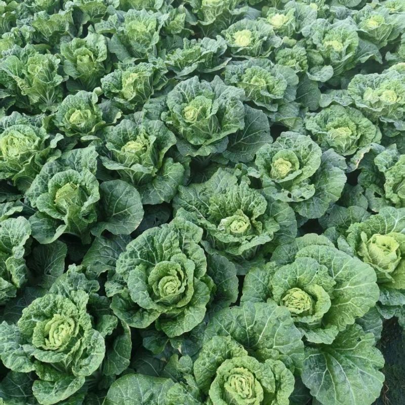 精纯太空10号大白菜种子杂交高产抗病心叶浅黄白菜籽秋季播