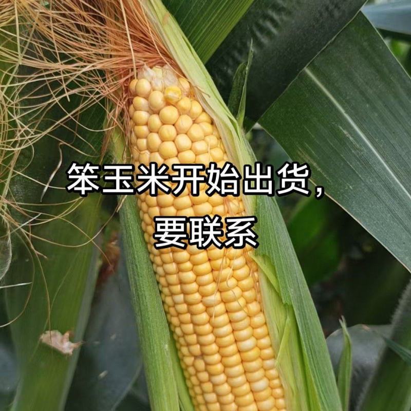 又香又好吃笨玉米，大量有货。有要联系。