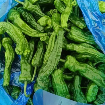 精品露天小邹皮，一天10万斤，质量保证，价格实惠