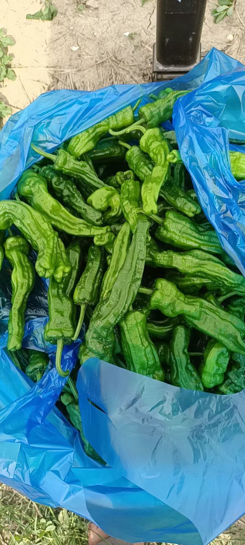精品露天小邹皮，一天10万斤，质量保证，价格实惠
