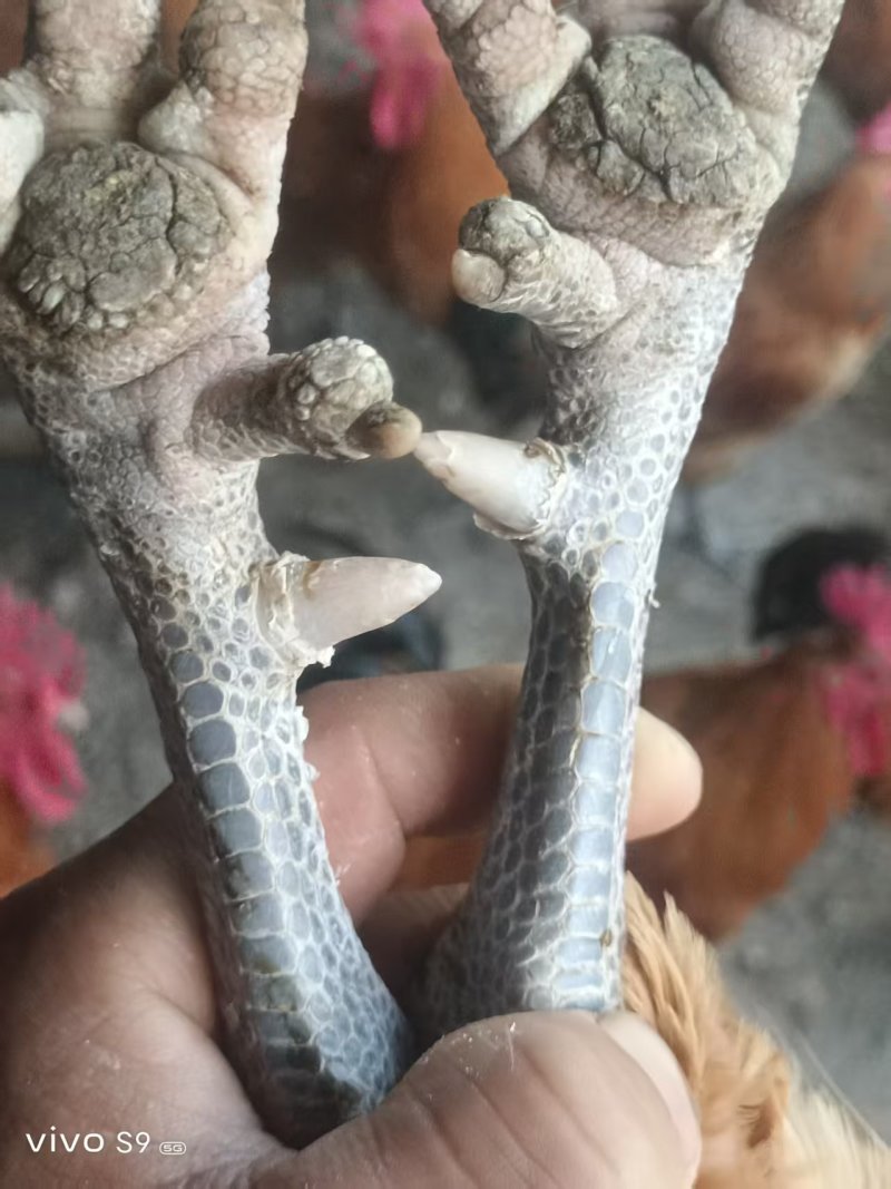 小体型蒙山土鸡