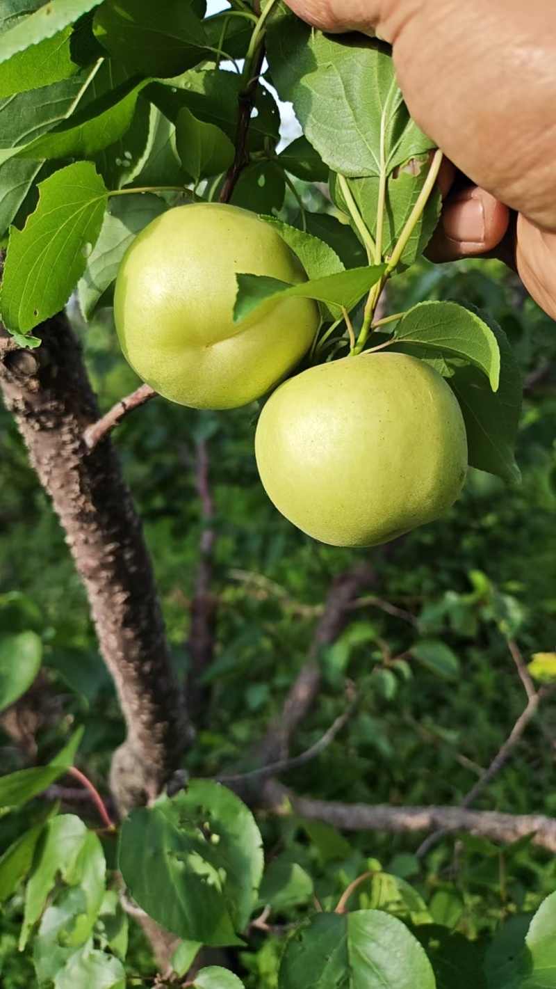 卖银白杏