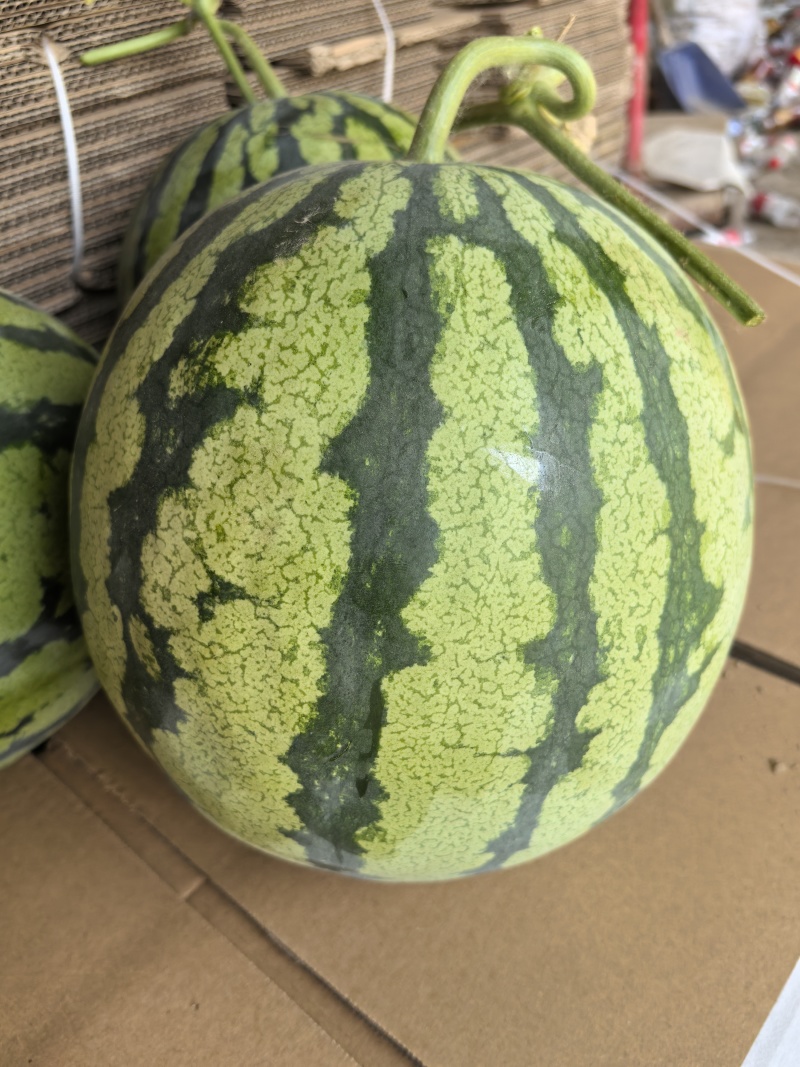 湖北美都西瓜价格优惠质量好走货快欢迎询价热卖全国