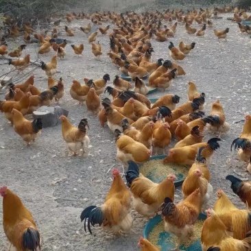 三黄鸡