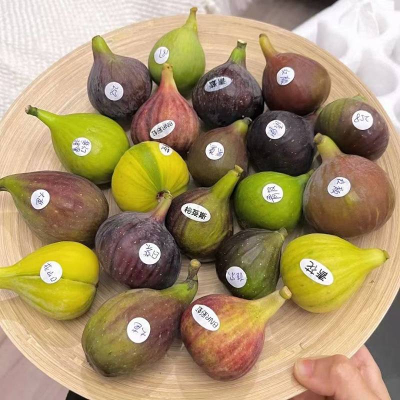 反季节无花果